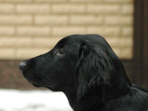 photo kaitainen.net
