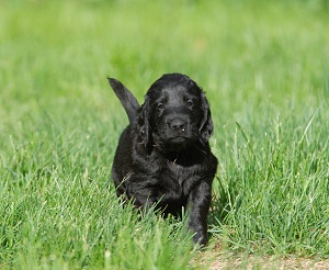 blond girl age of 5 weeks