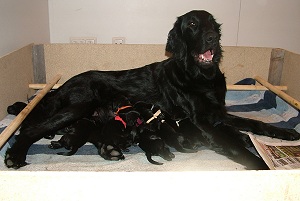 puppies 10.5.2008