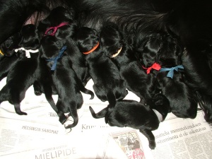 puppies 10.5.2008