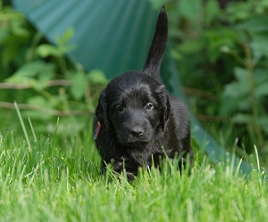 red girl age of 5 weeks