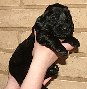 light blue girl age of 3 weeks