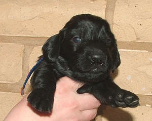 blue girl age of 3 weeks